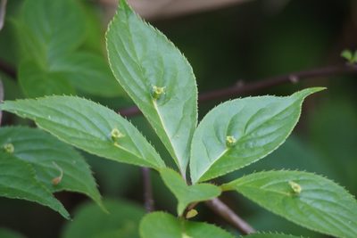 Helwingia japonica, photographed by harum.koh