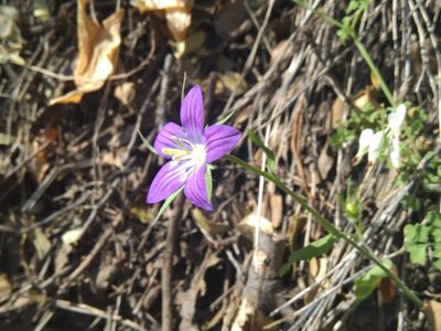 Campanula ramosissima, photographed by George Papademetriou