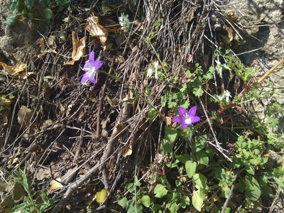 Campanula ramosissima, photographed by George Papademetriou