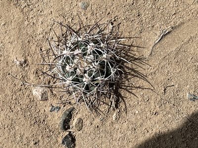 Sclerocactus cloverae, photographed by Bobby McCabe
