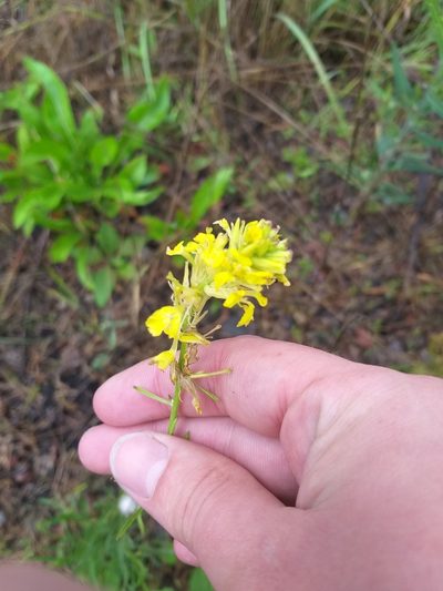Erysimum quadrangulum, photographed by Dmitriy Bochkov