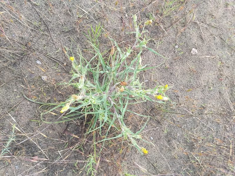 Tragopogon tanaiticus, photographed by Dmitriy Bochkov