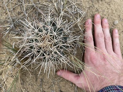Sclerocactus cloverae, photographed by Bobby McCabe