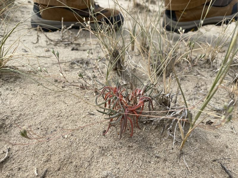 Phemeranthus parviflorus, photographed by Bobby McCabe