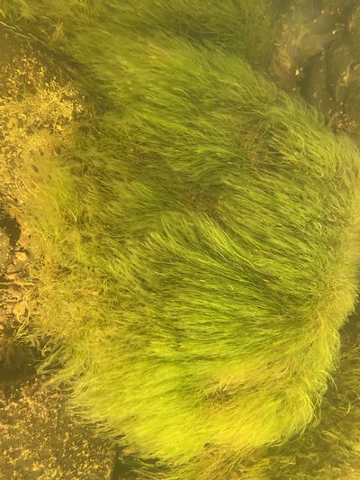 Podostemum ceratophyllum, photographed by Doug Suitor