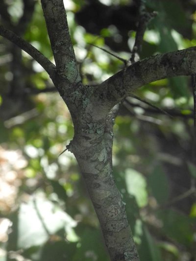 Crataegus phaenopyrum, photographed by Michael J. Papay