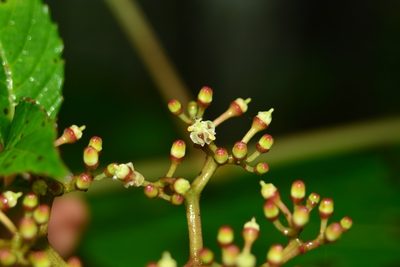 Cissus elongata, photographed by S.MORE