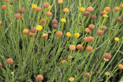 Pentzia globosa, photographed by Tony Rebelo