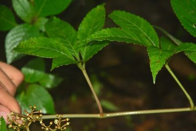 Cissus elongata, photographed by S.MORE