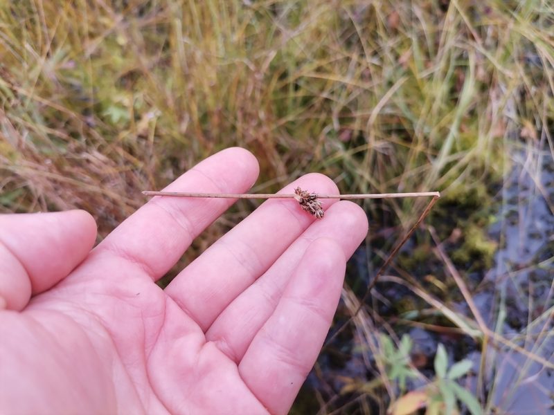 Juncus filiformis, photographed by Nina Filippova