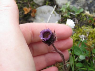 Erigeron humilis, photographed by Erin Springinotic
