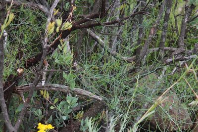 Asparagus denudatus, photographed by Tony Rebelo