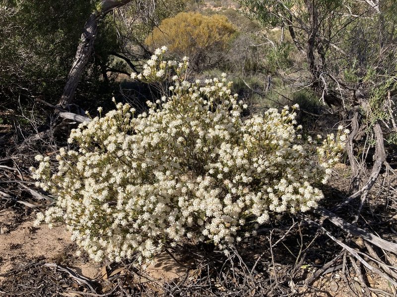 Calytrix involucrata, photographed by T. Hammer