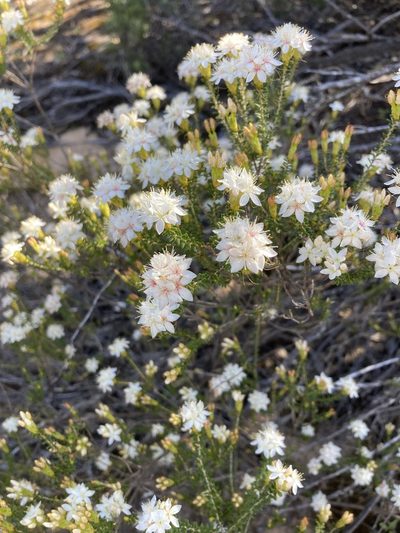 Calytrix involucrata, photographed by T. Hammer