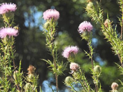 Cirsium discolor, photographed by Navin Sasikumar