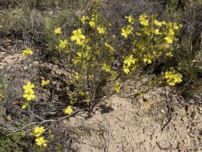 Hibbertia virgata, photographed by T. Hammer