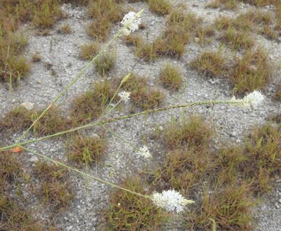 Oenothera glaucifolia, photographed by saltyhiker