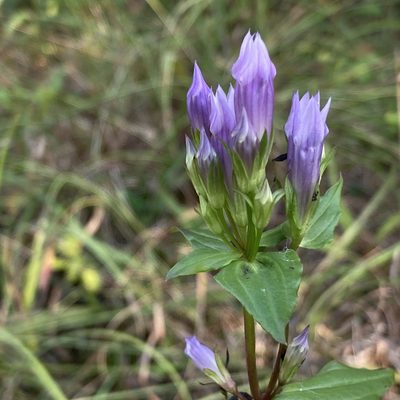 Gentianella quinquefolia, photographed by Christopher Zacharias