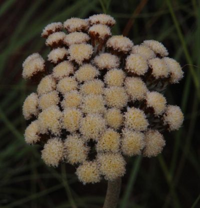 Helichrysum pedunculatum, photographed by Tony Rebelo
