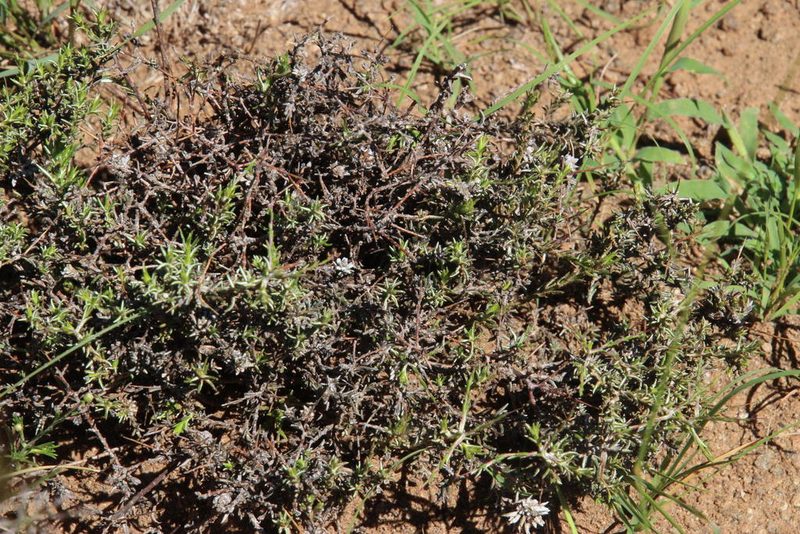 Pterothrix spinescens, photographed by Tony Rebelo