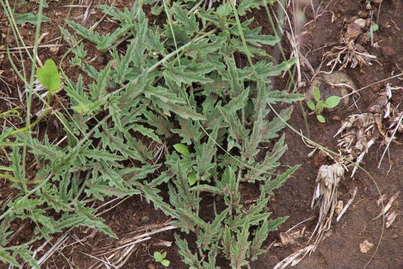 Convolvulus dregeanus, photographed by Tony Rebelo