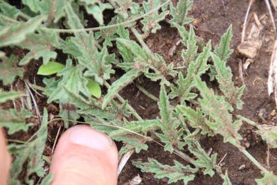 Convolvulus dregeanus, photographed by Tony Rebelo
