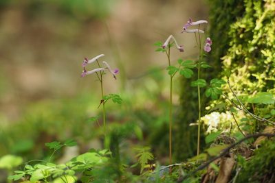 Corydalis decumbens, photographed by harum.koh