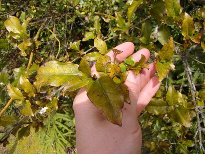 Coprosma tenuifolia, photographed by Lisa Bennett