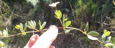 Roepera maritima, photographed by Nicola van Berkel