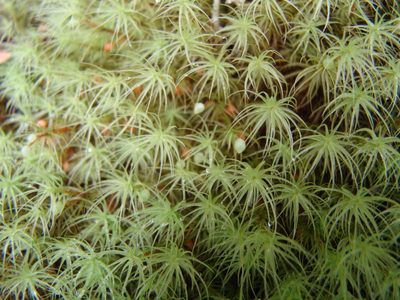 Bartramia mossmaniana, photographed by Lisa Bennett
