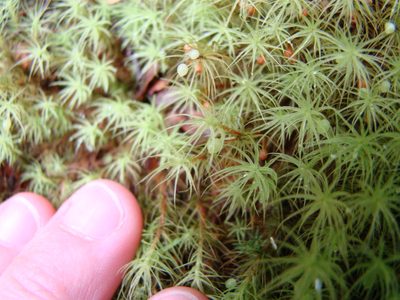 Bartramia mossmaniana, photographed by Lisa Bennett