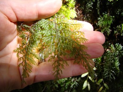 Hymenophyllum villosum, photographed by Lisa Bennett