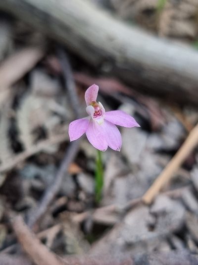 Caladenia mentiens, photographed by Richard Dimon