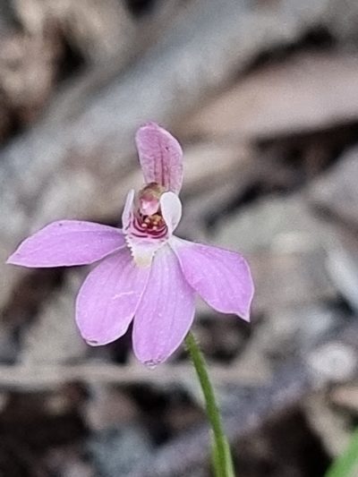 Caladenia mentiens, photographed by Richard Dimon