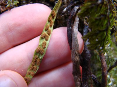 Notogrammitis angustifolia, photographed by Lisa Bennett