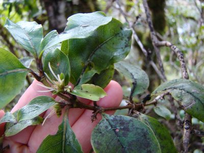 Coprosma tenuifolia, photographed by Lisa Bennett