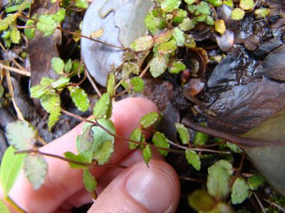 Gonocarpus aggregatus, photographed by Lisa Bennett