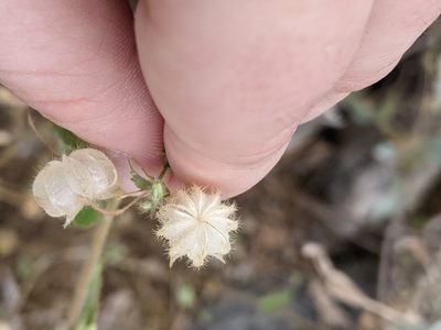 Herissantia crispa, photographed by Rachel Stringham