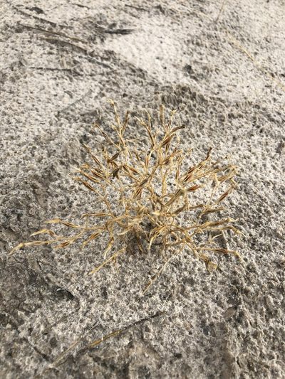 Zeltnera maryanniana, photographed by Jared Shorma