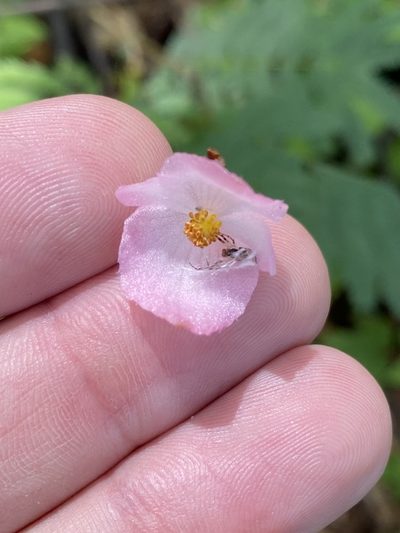 Begonia pedata, photographed by Elliott Gordon