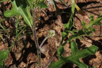 Solanum supinum, photographed by Tony Rebelo