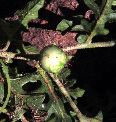 Solanum supinum, photographed by Tony Rebelo