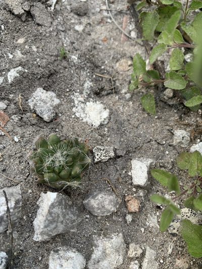 Mammillaria zephyranthoides, photographed by Carlos Martorell