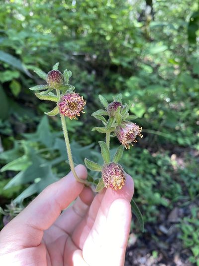 Axiniphyllum scabrum, photographed by Elliott Gordon