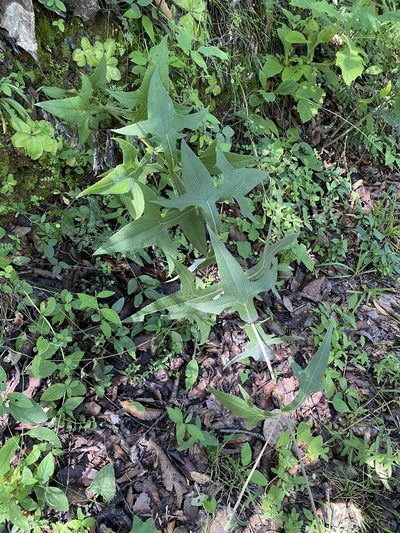 Axiniphyllum scabrum, photographed by Elliott Gordon