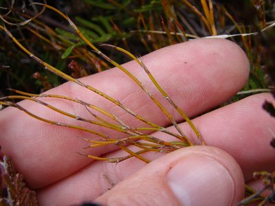 Empodisma minus, photographed by Lisa Bennett