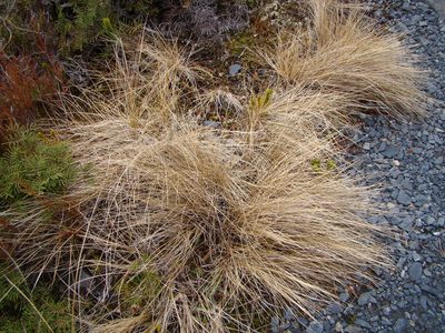 Chionochloa rubra, photographed by Lisa Bennett