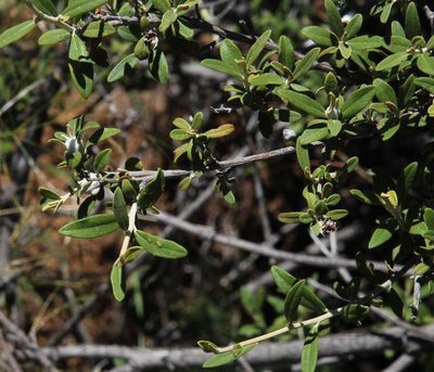 Tarchonanthus minor, photographed by Tony Rebelo
