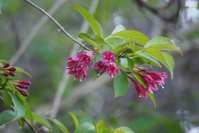 Weigela floribunda, photographed by harum.koh