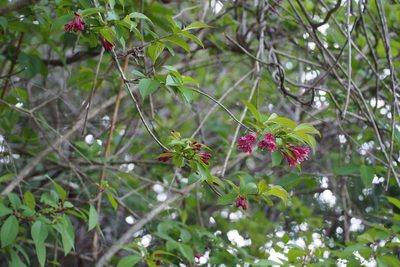 Weigela floribunda, photographed by harum.koh